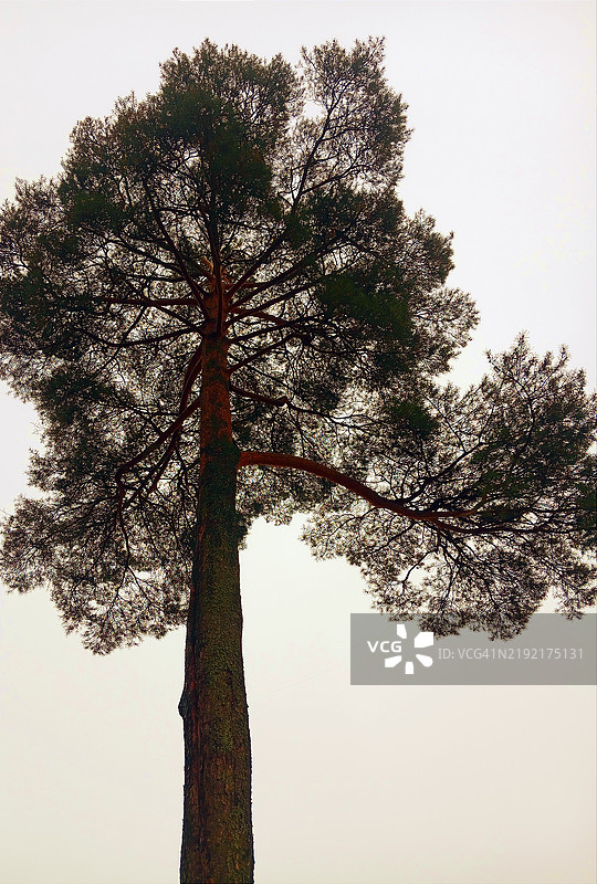 低角度视图的树木与天空相对照图片素材