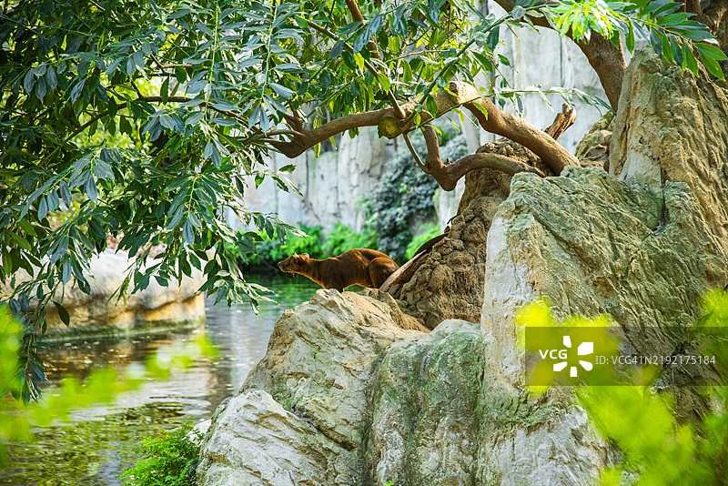 低角度视图的猴子坐在岩石上图片素材