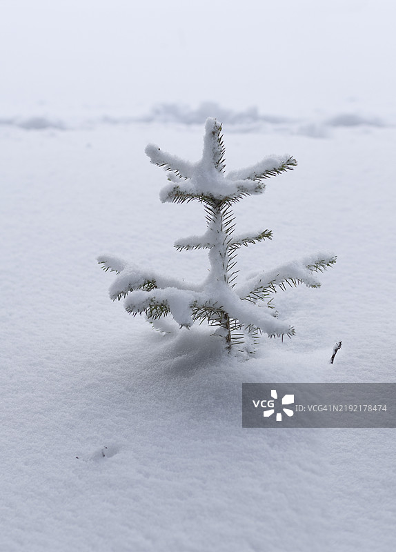 一棵被雪覆盖的小云杉。图片素材