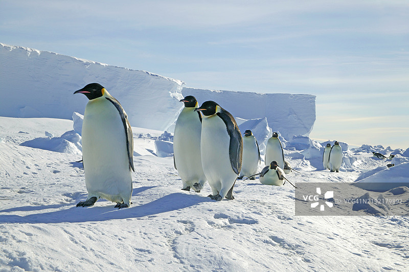 成年帝企鹅返回栖息地，瑞瑟-拉尔森冰架。图片素材