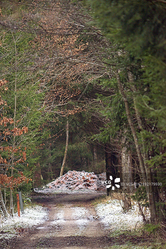 冬季森林中的小径图片素材
