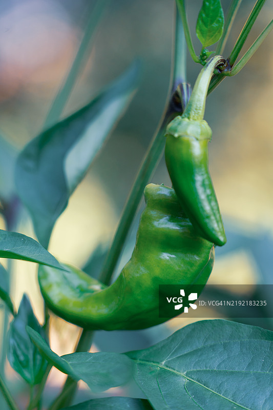 绿辣椒特写，弗吉尼亚州，美国图片素材