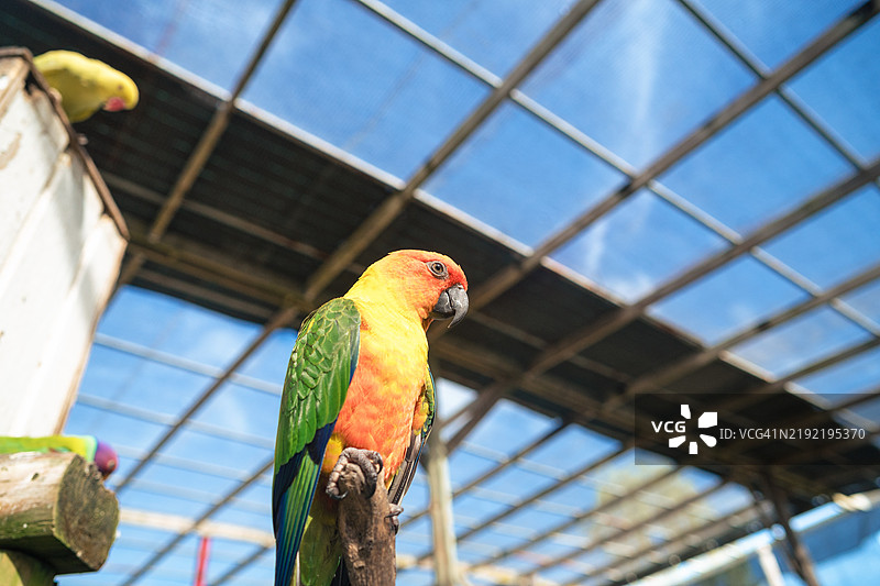 阳光下的太阳鹦鹉在圣马丁的鸟舍中图片素材