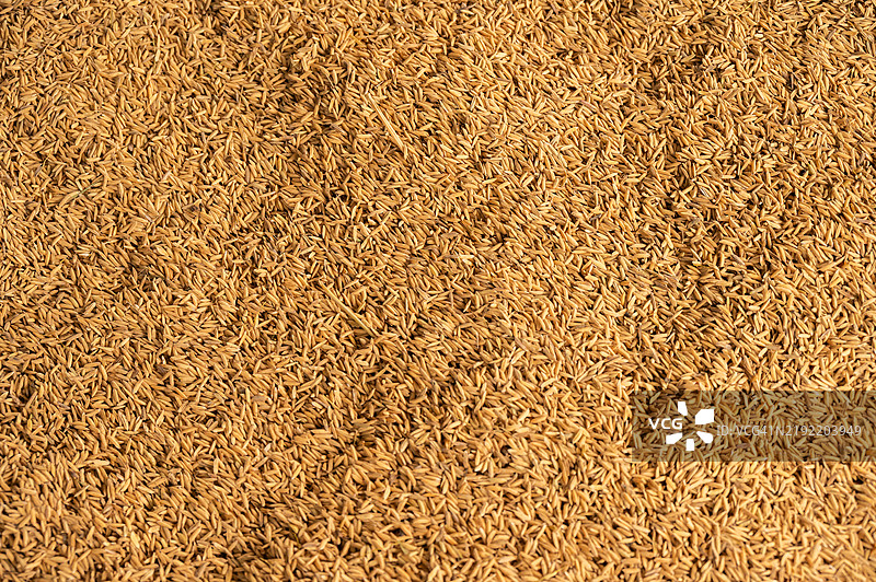 全景拍摄的稻田在收割后晒干的稻谷。图片素材