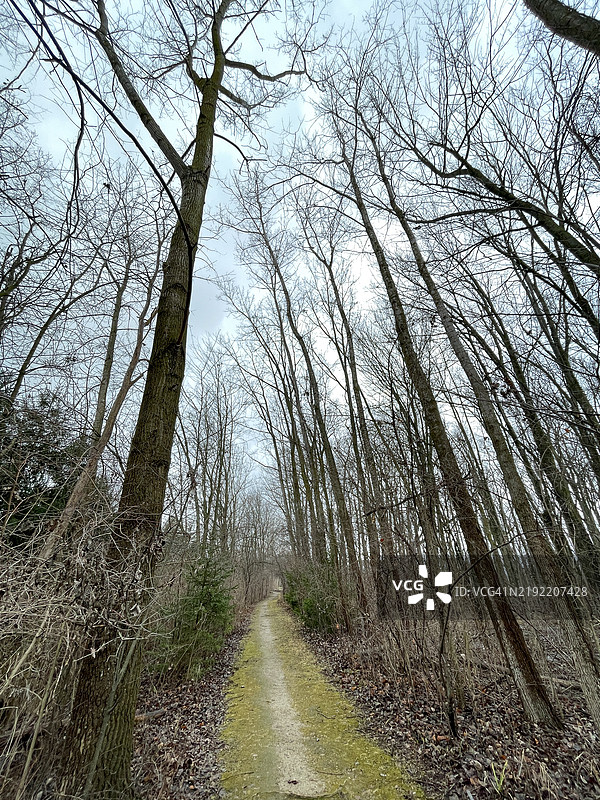 一条小路穿过它图片素材