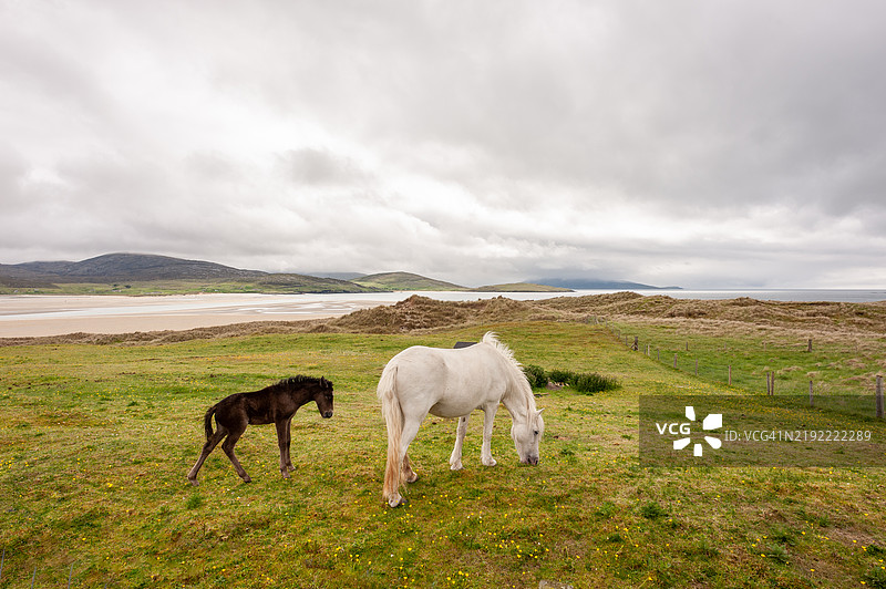 哈里斯岛的卢斯肯泰尔的马匹图片素材