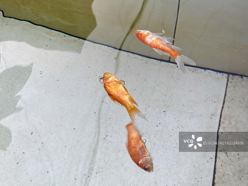 死去的金鱼漂浮在水族箱水面上图片素材