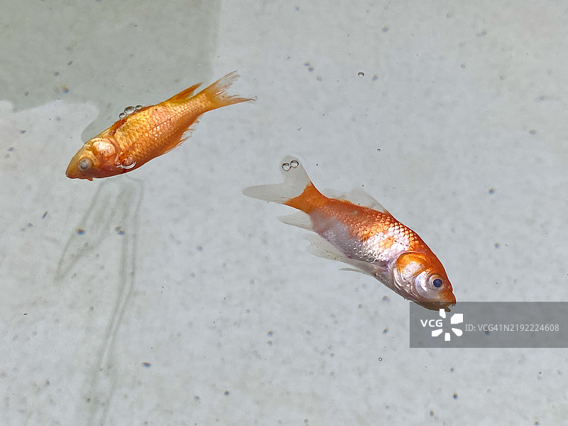 死去的金鱼漂浮在水族箱水面上图片素材