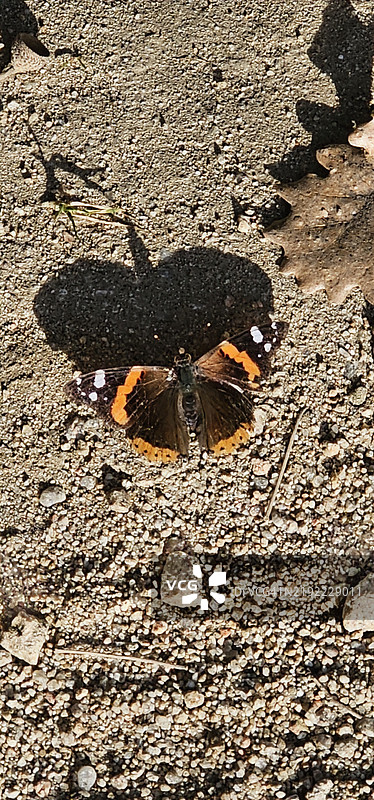 红女王蝶图片素材