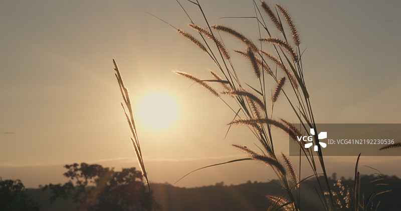 大自然的美，阳光洒在草地上，微风拂过，夕阳作为背景。图片素材