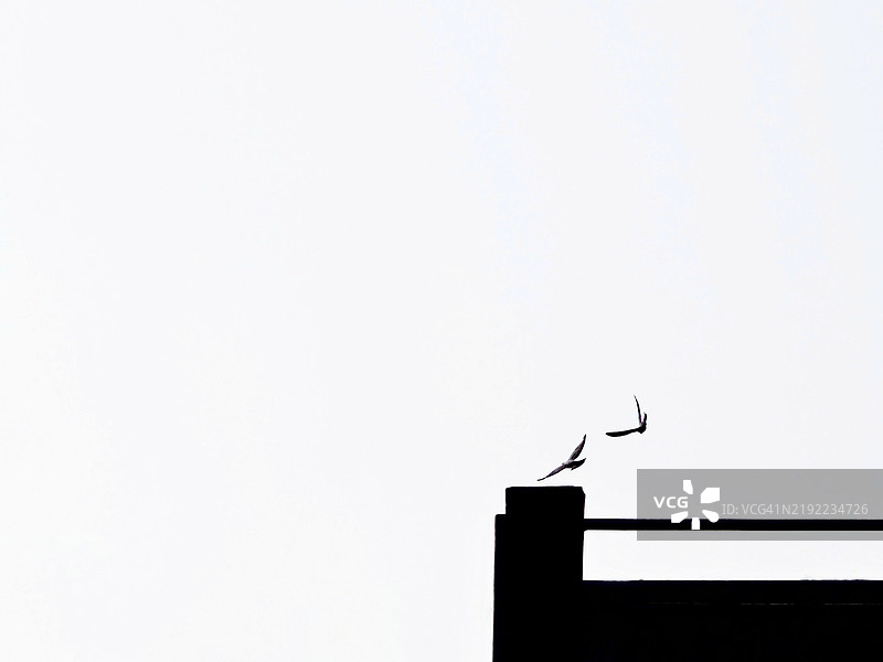 天空中的抽象鸟类图片素材