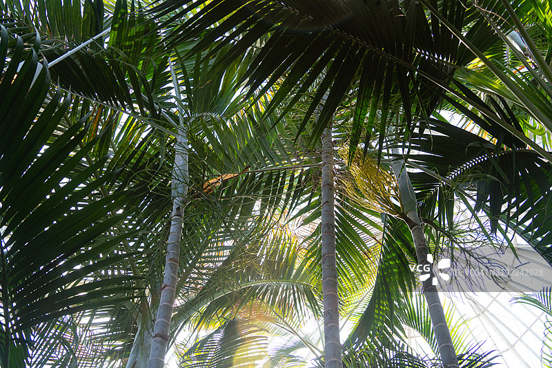 阳光透过棕榈树洒下图片素材