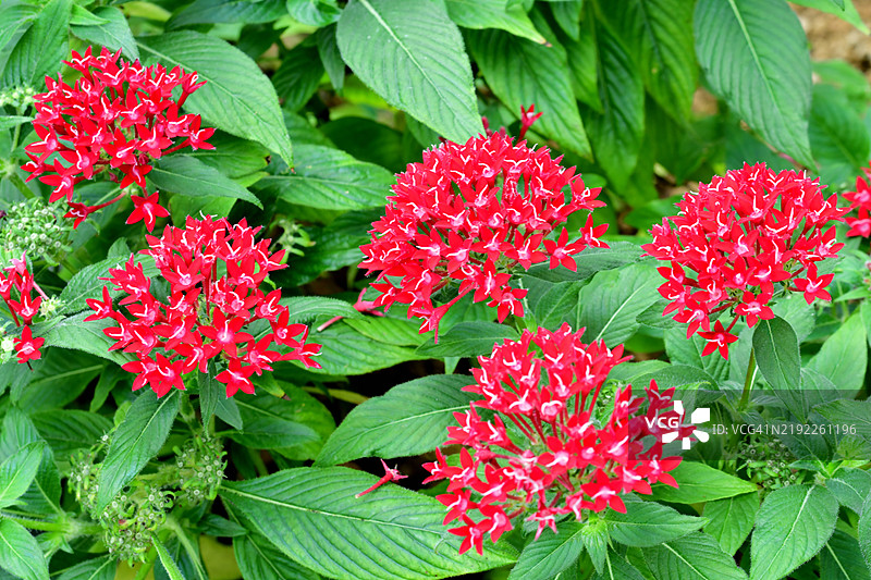 埃及星团/五角星花：密集的星形花朵簇图片素材