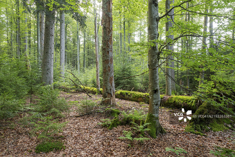 混合山地森林，生长着铜色山毛榉（Fagus sylvatica）和云杉（Picea abies），覆盖着苔藓的枯木，位于德国巴伐利亚森林国家公园，欧洲图片素材