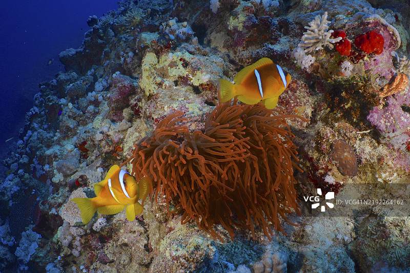 两只红海海葵鱼（Amphiprion bicinctus）在五彩斑斓的珊瑚和荧光泡状海葵（Entacmaea quadricolor）上方游动，展现出色彩缤纷的水下景观，潜水地点为埃及非洲红海的曼戈夫湾房礁。图片素材