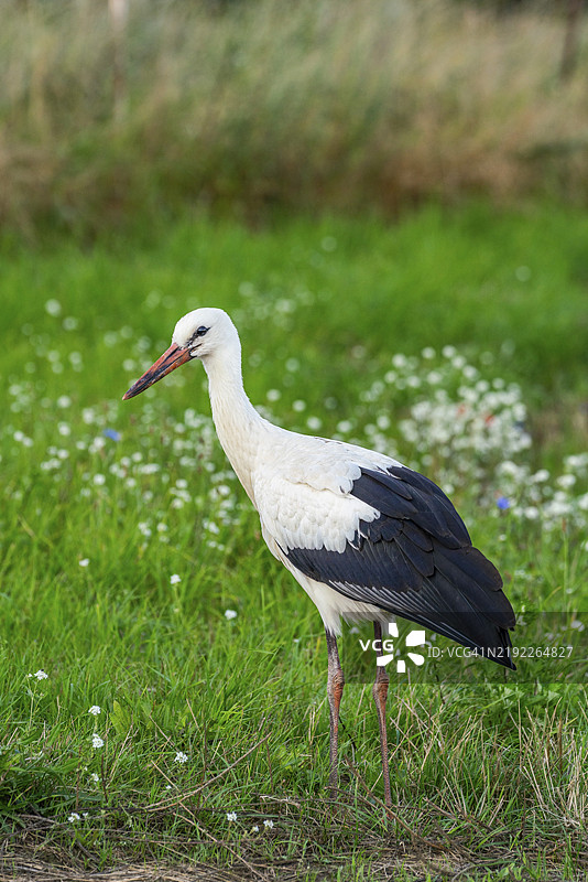 白鹳(Ciconia ciconia)在德国布兰登堡州乌克马克地区汉斯费尔德村边缘的花卉草甸上图片素材