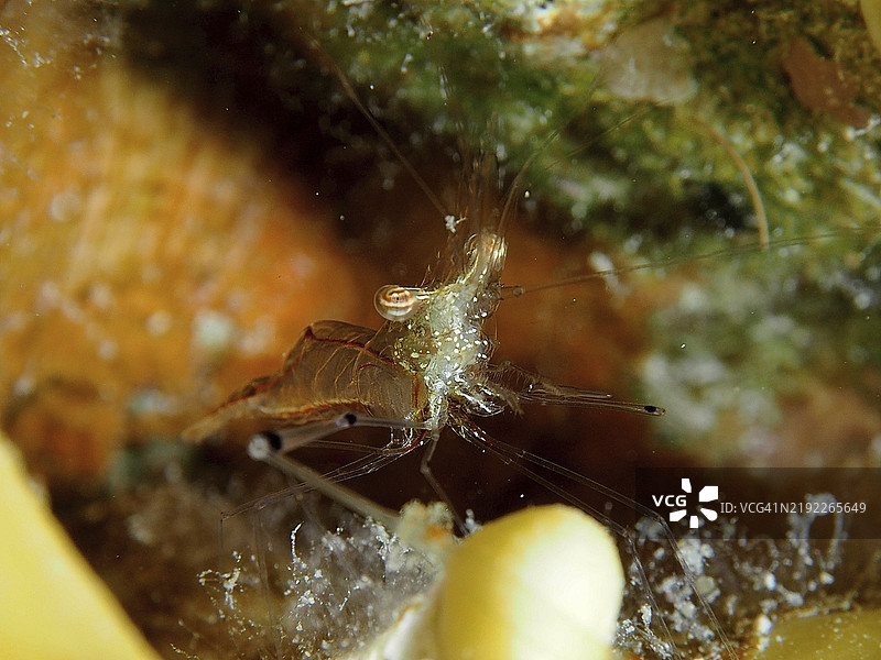 红色剪刀虾（Cuapetes tenuipes），藏身于裂缝状的洞穴中，周围环绕着藻类，潜水地点为房礁，位于埃及红海的芒果湾，非洲。图片素材