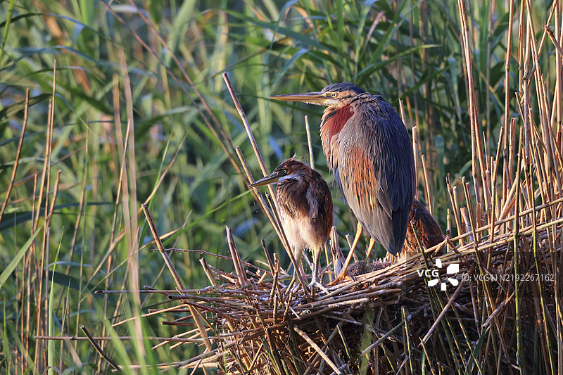紫鹭，阿尔迪亚·普尔普雷亚，巢，幼鸟图片素材