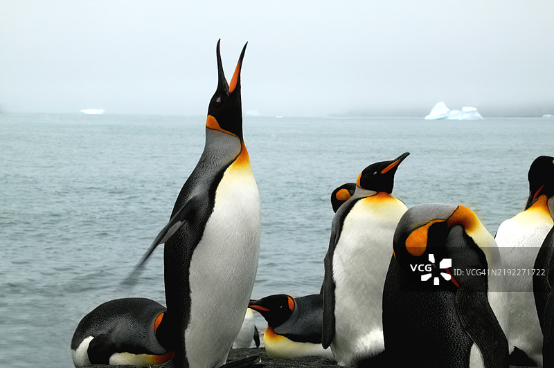 国王企鹅，阿根廷企鹅，正在鸣叫。图片素材