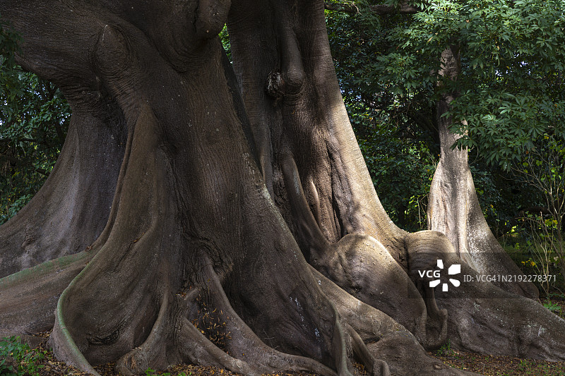 迪恩贝林附近的木棉树（Ceiba pentandra），位于塞内加尔卡斯阿曼斯的斯基林角图片素材