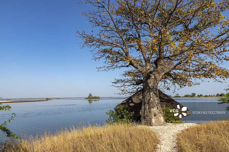 塞内加尔西尼-萨卢姆三角洲国家公园图片素材