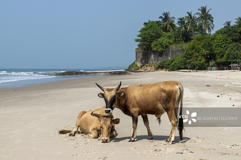 塞内加尔卡萨芒斯的卡普斯基林海滩上的牛群图片素材