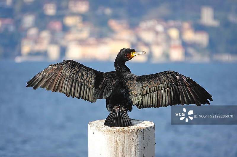 一只鸬鹚在晾干它的翅膀图片素材