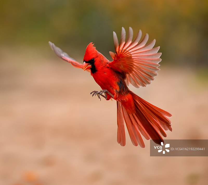 雄性红雀展翅飞翔图片素材