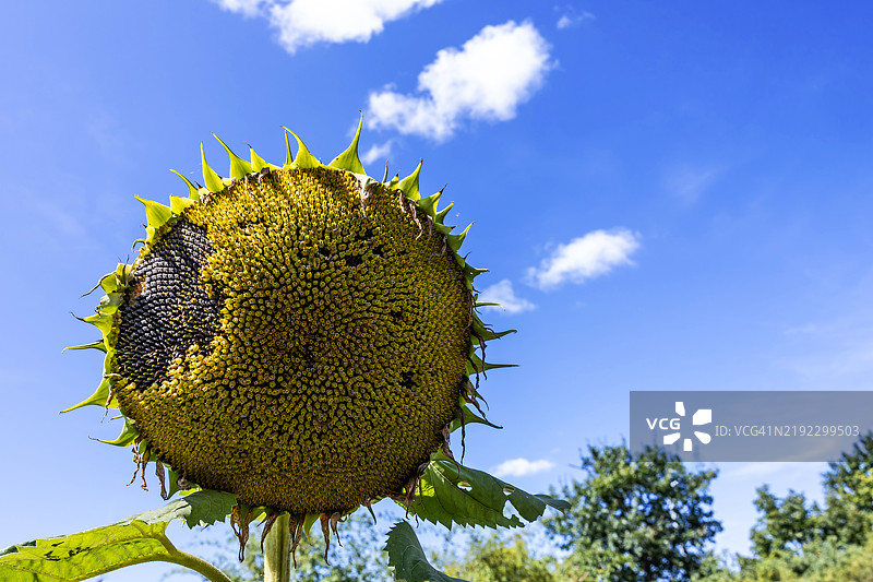 向日葵盛开的花朵与蓝天图片素材