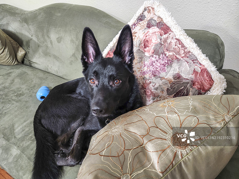 刚被救助的混血犬在新家图片素材