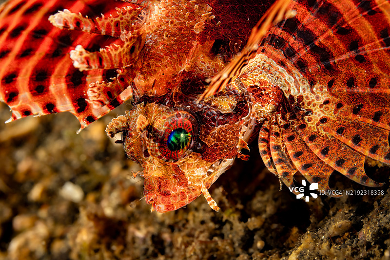 短鳍火箭鱼或矮狮子鱼 Dendrochirus brachypterus，印度尼西亚苏拉威西省伦贝海峡图片素材