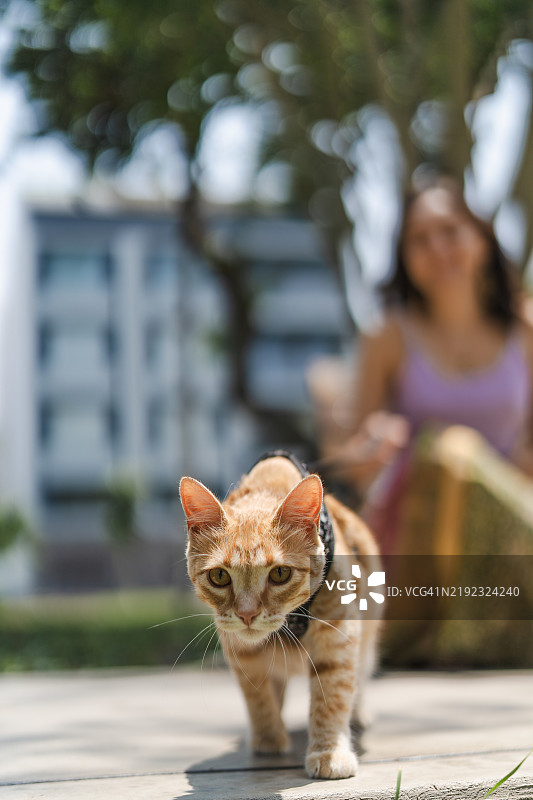 公园里蹲着的猫咪朝着镜头靠近图片素材