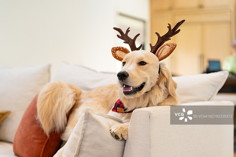 在家里戴着圣诞道具的狗狗图片素材