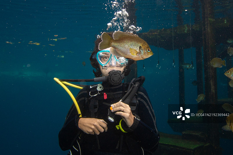 女性潜水员在水下近距离观察蓝鳃太阳鱼，蓝色洞穴，佛罗里达州威利斯顿，美国图片素材