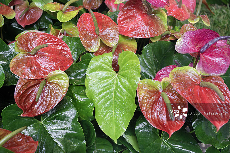 热带雨林花园中的鲜艳色彩的火鹤花图片素材