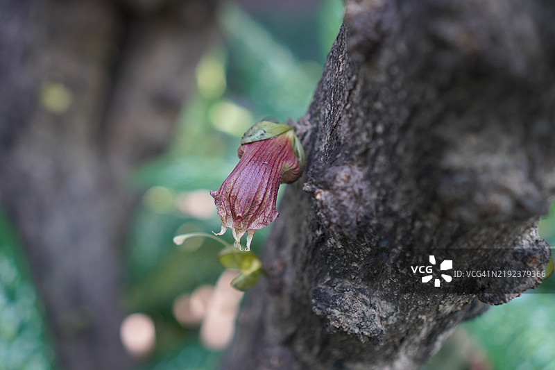 月桂果，墨西哥葫芦，吉卡罗，莫里托，翼葫芦图片素材