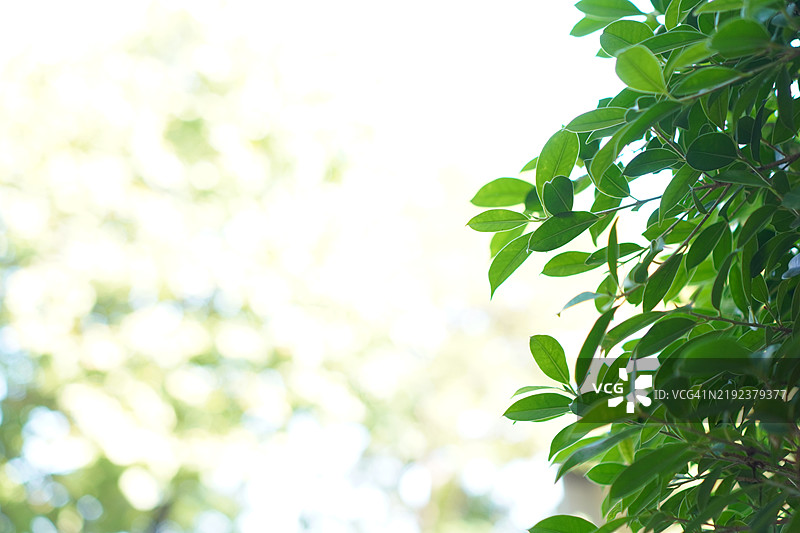 模糊背景中的绿色叶子图片素材