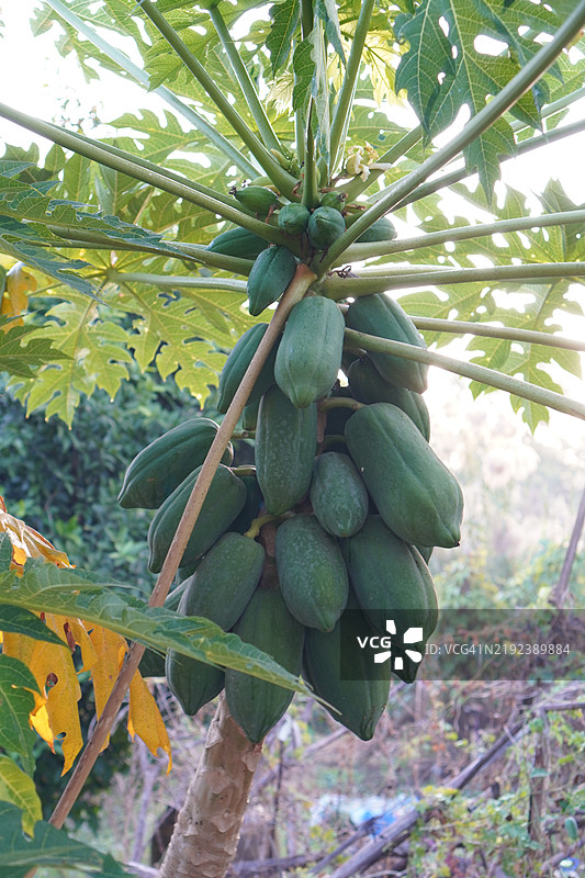 特写的青色木瓜果实，树木在花园中盛开，背景为自然环境，木瓜（Carica papaya L），食品背景图片素材
