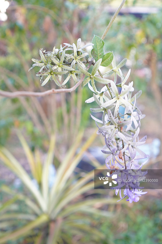 紫色花朵小常春藤，学名为Antigonon leptopus Hook，排列成美丽的花束，背景为模糊的自然景色。图片素材