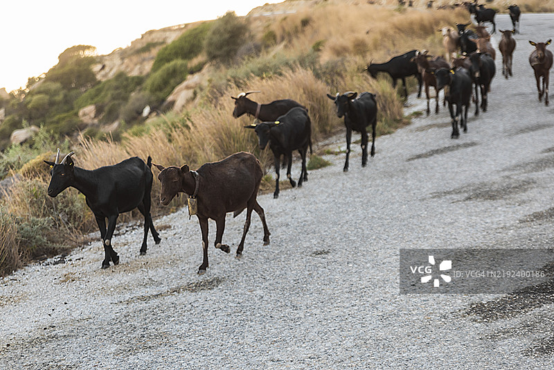 阿莫尔戈斯岛的山羊图片素材