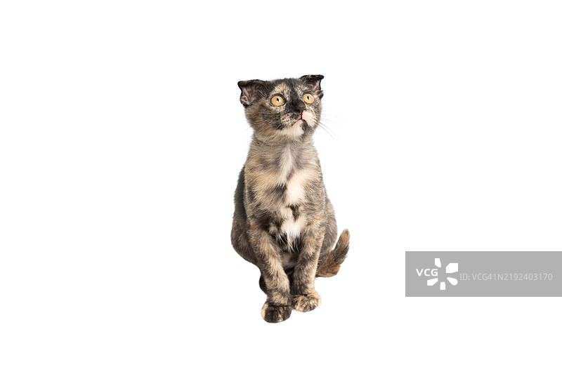 一只猫坐在白色背景上图片素材