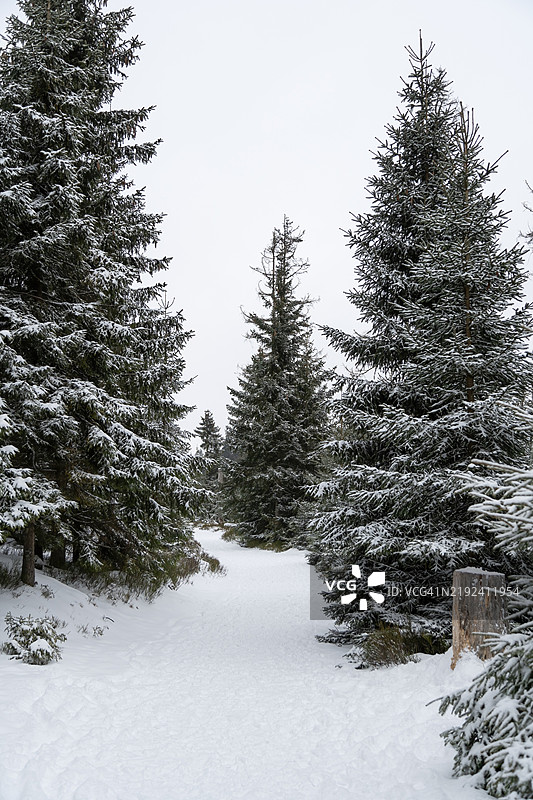 森林中的冬季仙境图片素材