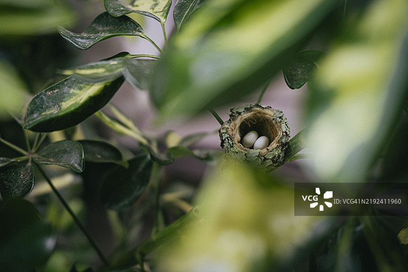 隐藏在伞树植物中的蜂鸟巢，哥斯达黎加圣荷西图片素材
