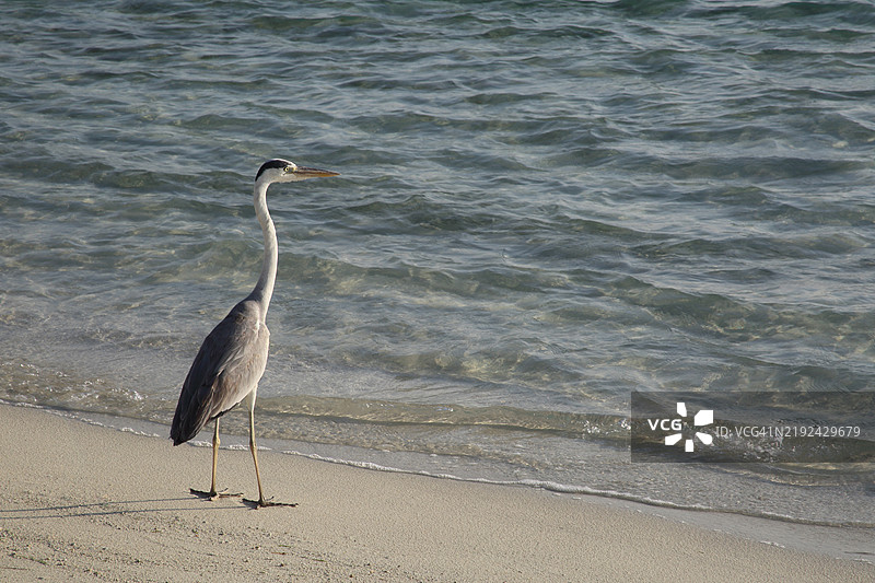 灰鹭，阿尔迪亚·西内雷亚，站在科曼杜海滩上。图片素材