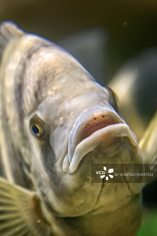 斑马非洲鲫鱼图片素材