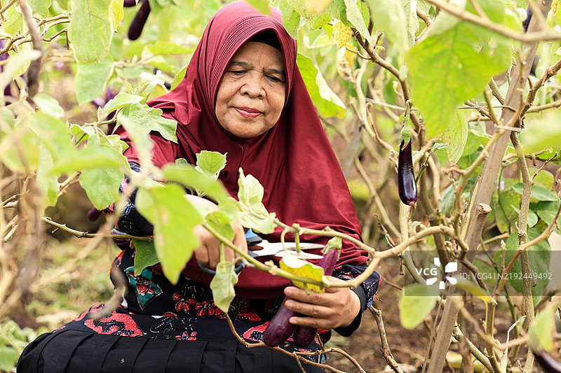 亚洲老年女性退休农民，正在收割茄子。图片素材
