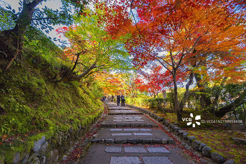 秋天在日本京都嵐山的阿弥陀寺，五彩斑斓的枫树隧道的美丽景色图片素材