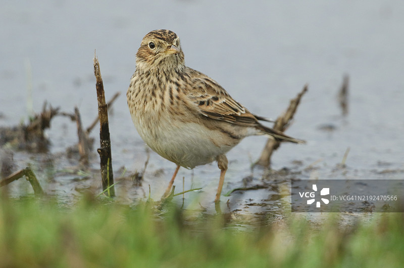 一只云雀（Alauda arvensis）在水边的地面上觅食。图片素材