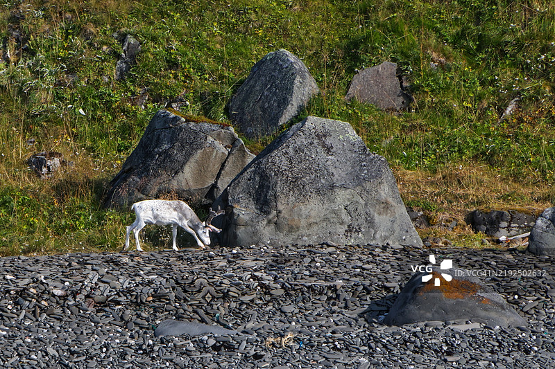 挪威海岸的白色驯鹿图片素材