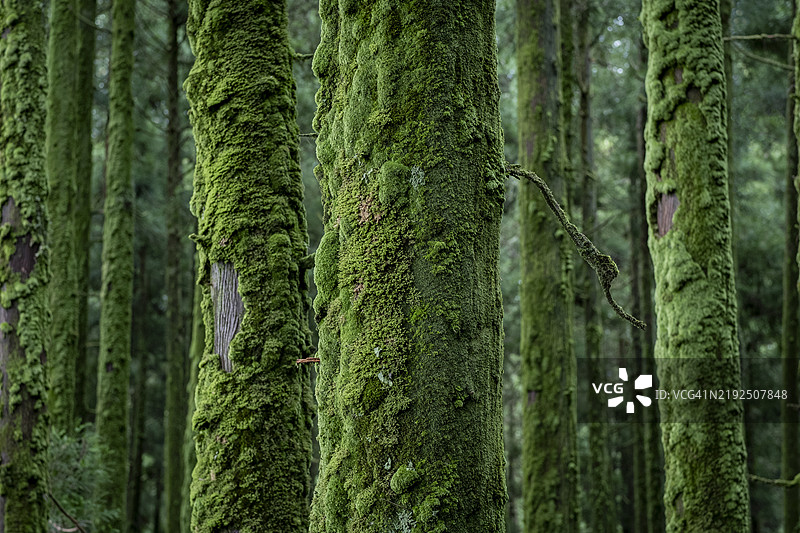 亚速尔群岛“圣米格尔”岛上长满浓密苔藓的针叶树。由于高湿度，树干上形成厚厚的苔藓层。图片素材